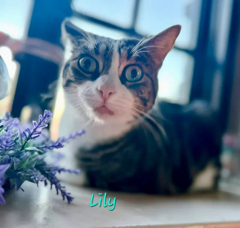 Lily, photo 2