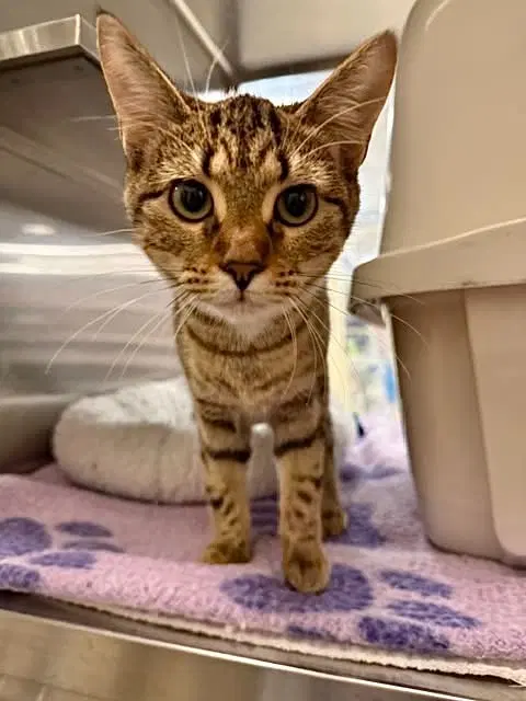 Junipurr, a female Tabby kitten up for adoption