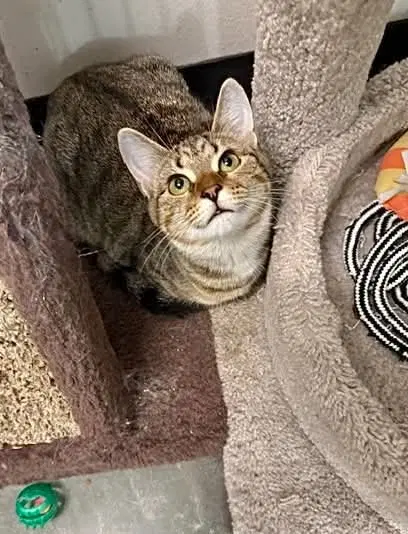 Junipurr, photo 3