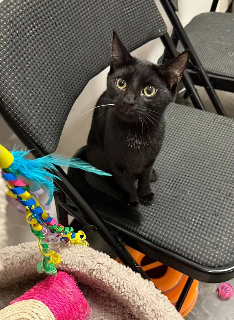 Purrlah, photo 2