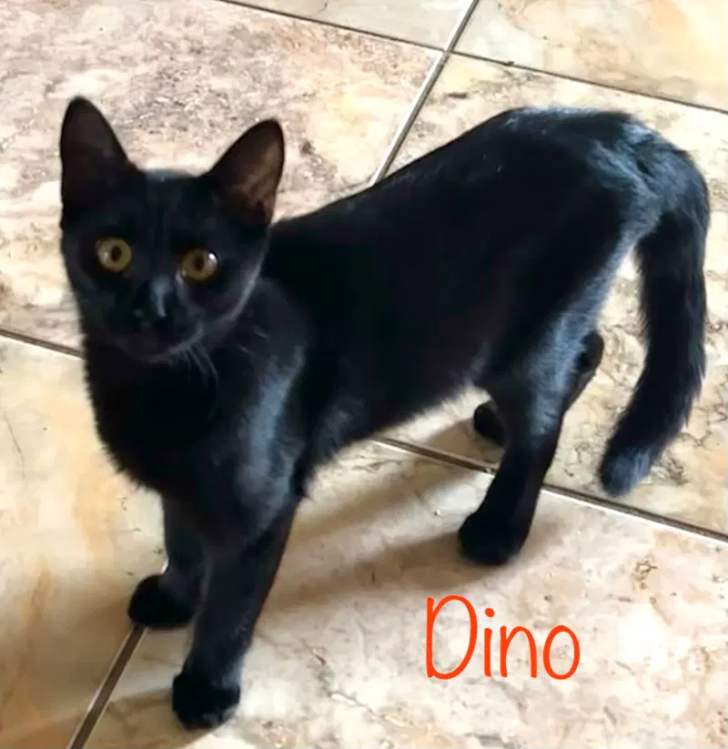 Dino, photo 2