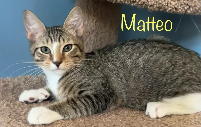 Matteo, photo 5