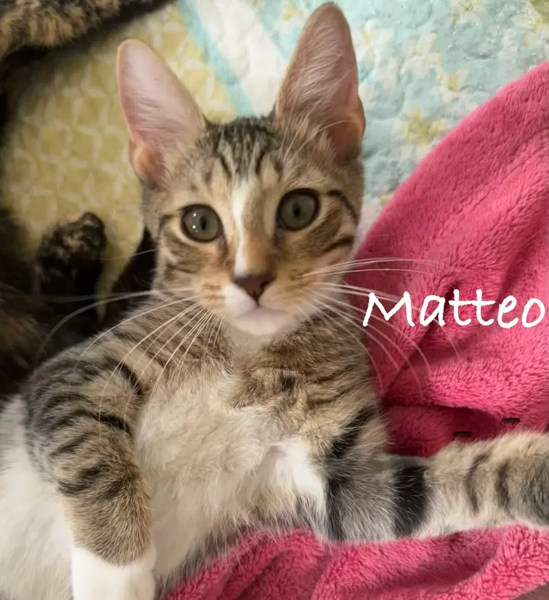 Matteo, photo 4