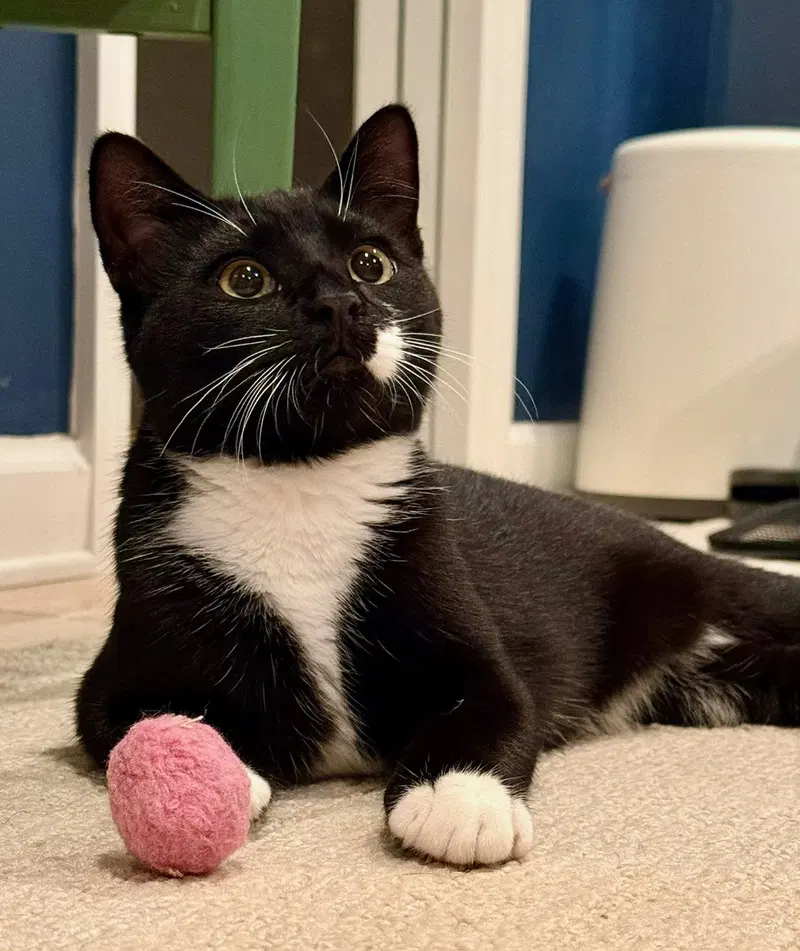 Vesper, a young male cat up for adoption