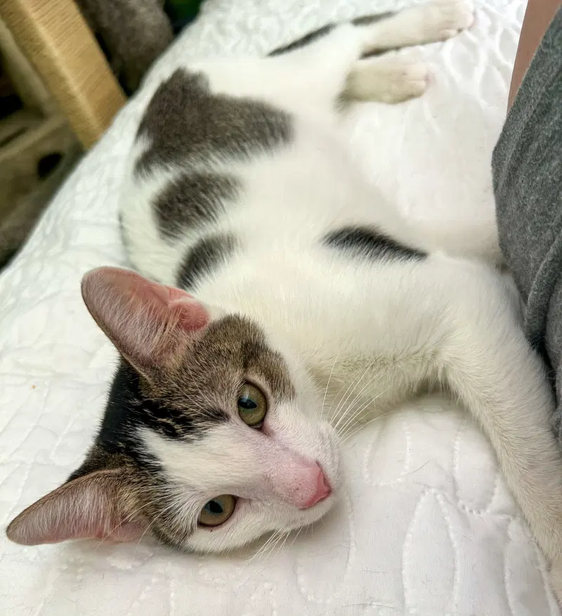 Loki, photo 2