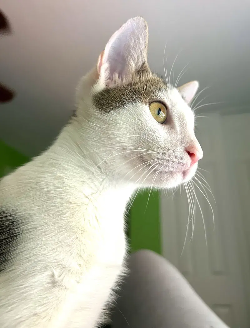 Loki, photo 3