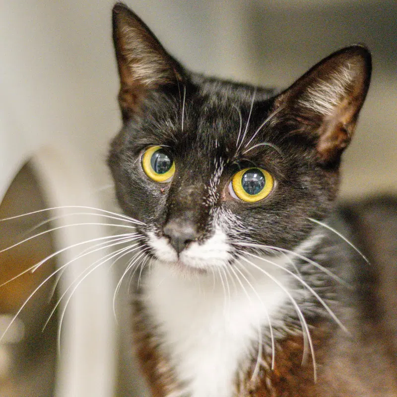 Valentino Suave, a young male cat up for adoption