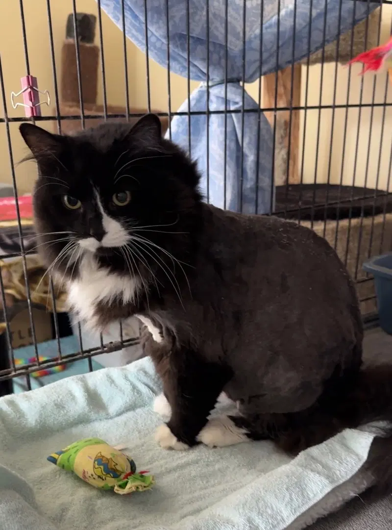 Chanel, an adult female cat up for adoption