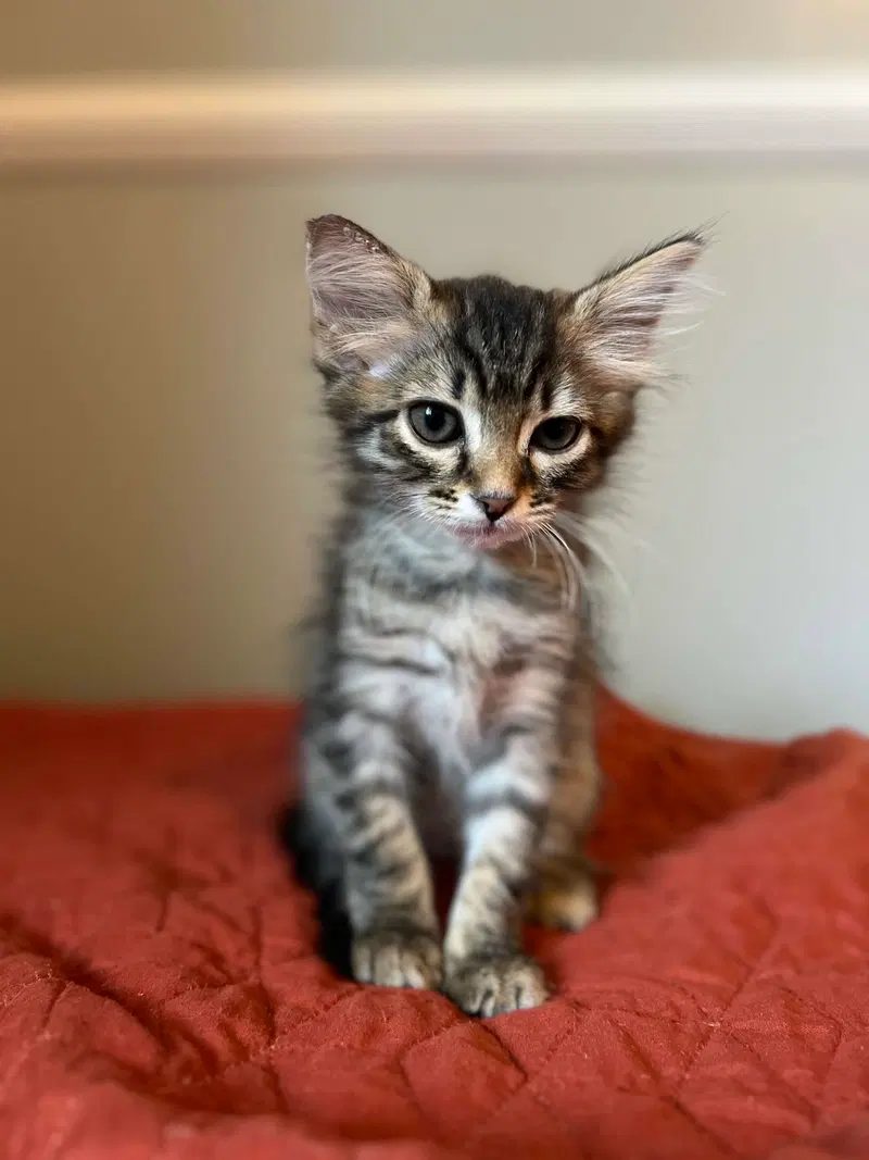 Cher, a female kitten up for adoption