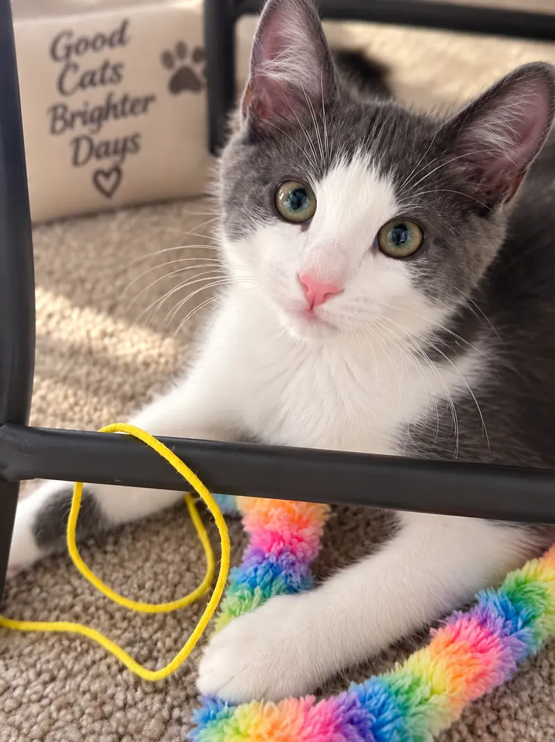 Mickey, a male Tuxedo kitten up for adoption