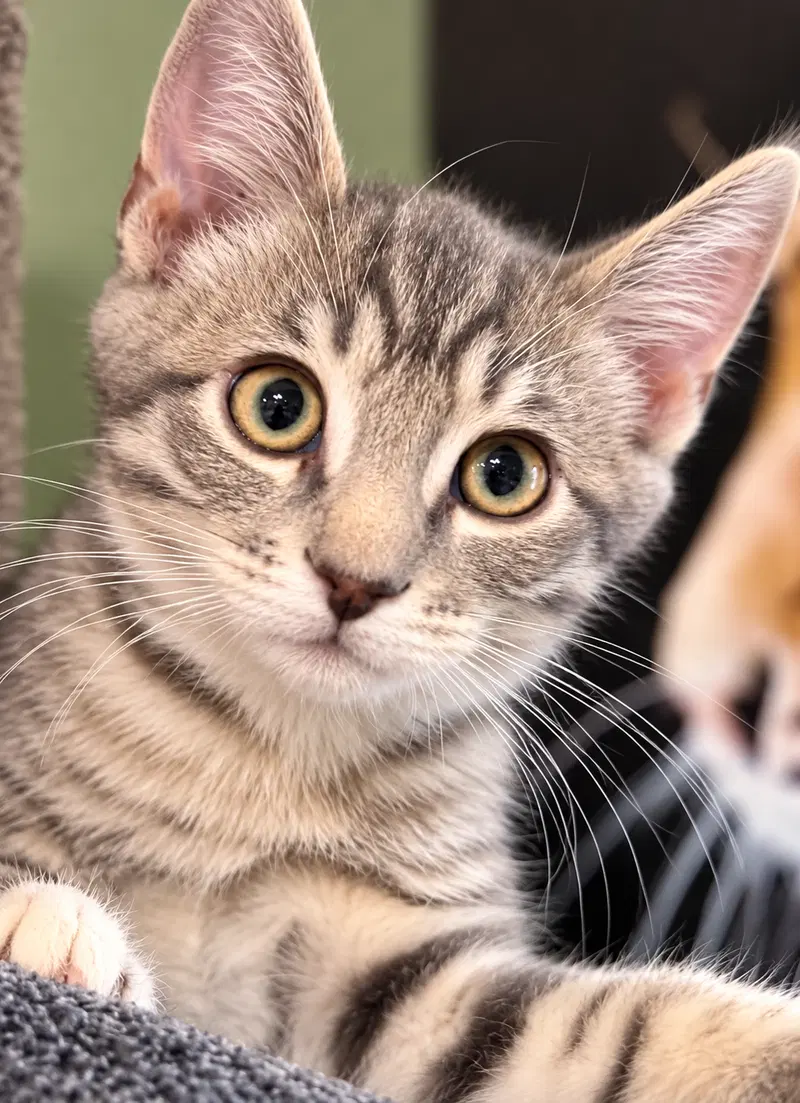 Frank, a male Tabby kitten up for adoption