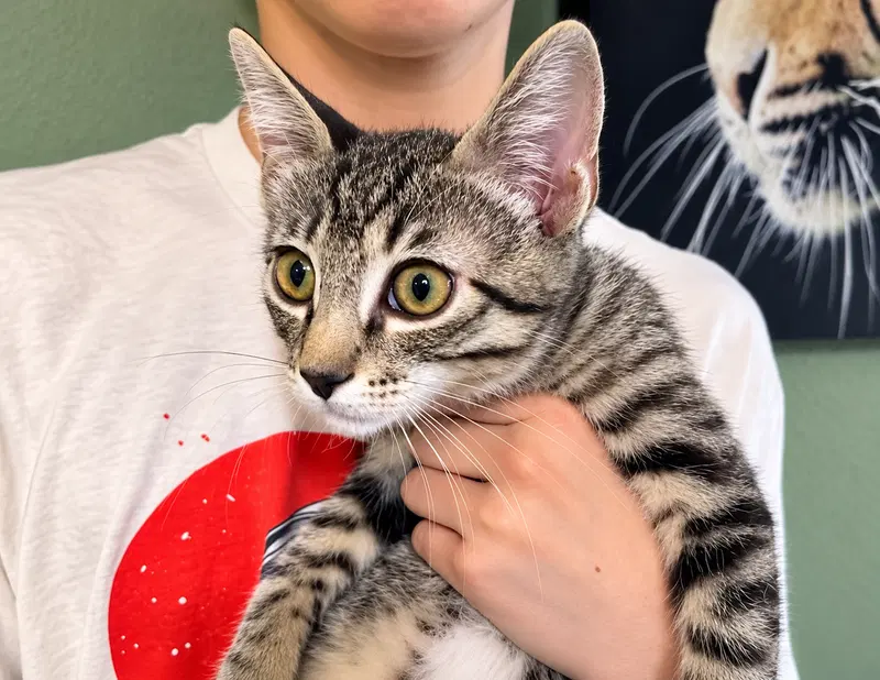 Marvin, a male Tabby kitten up for adoption