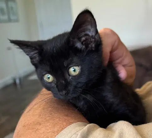 Jill, a female kitten up for adoption