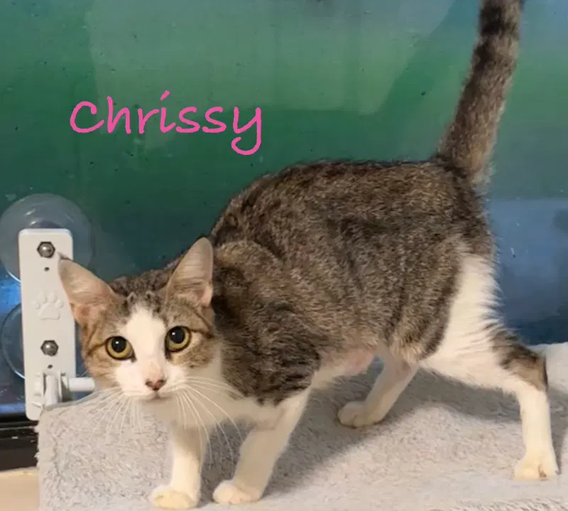 Chrissy, a young female cat up for adoption