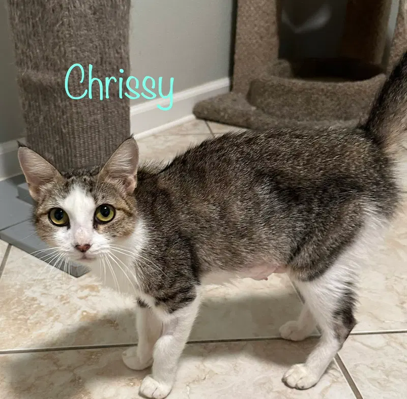 Chrissy, photo 2