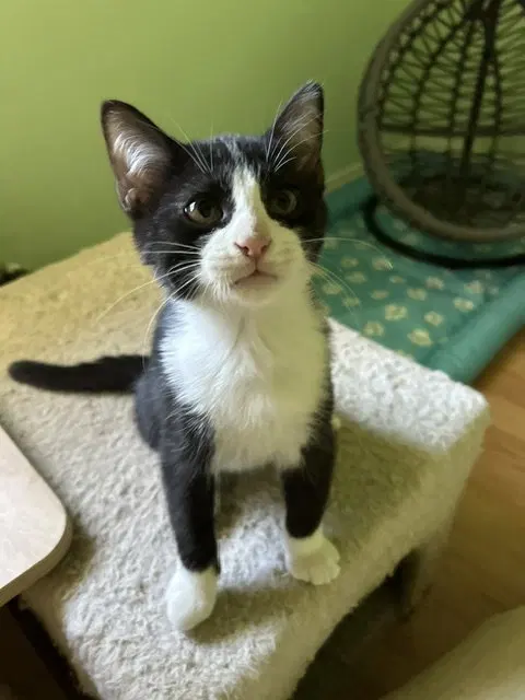Roo, a male kitten up for adoption