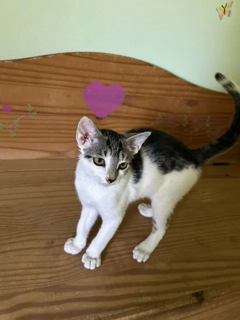 Merlin, a male kitten up for adoption