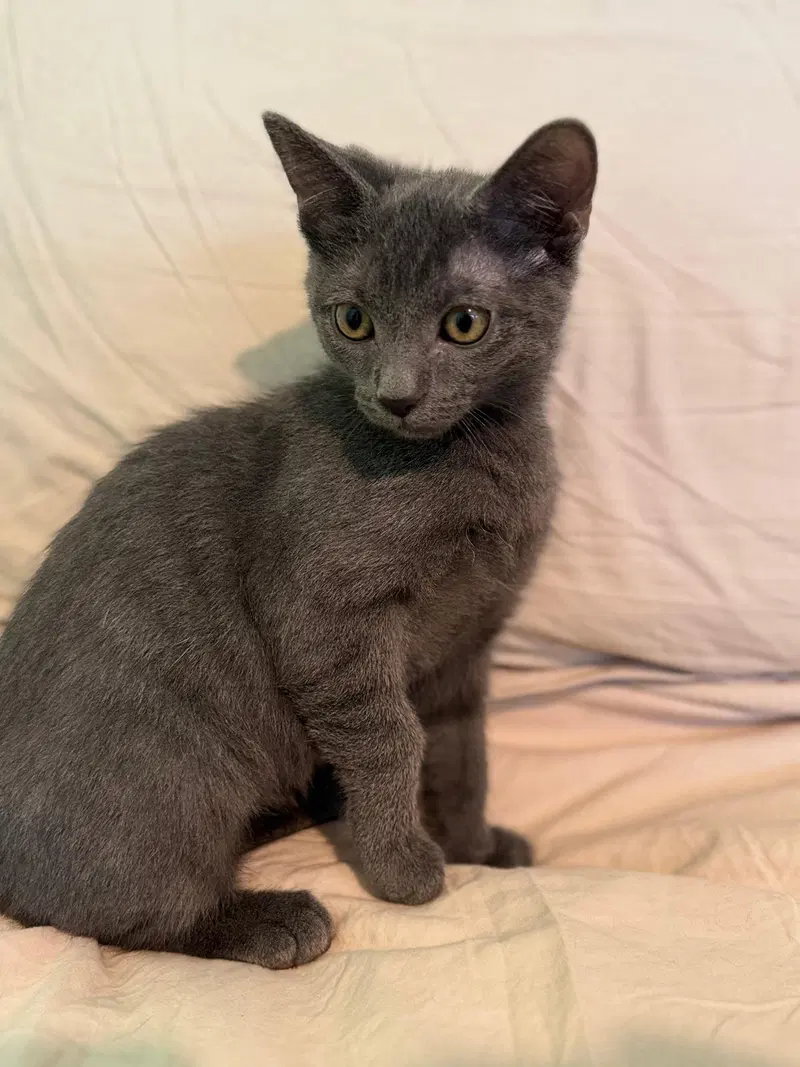 Radler, a male kitten up for adoption