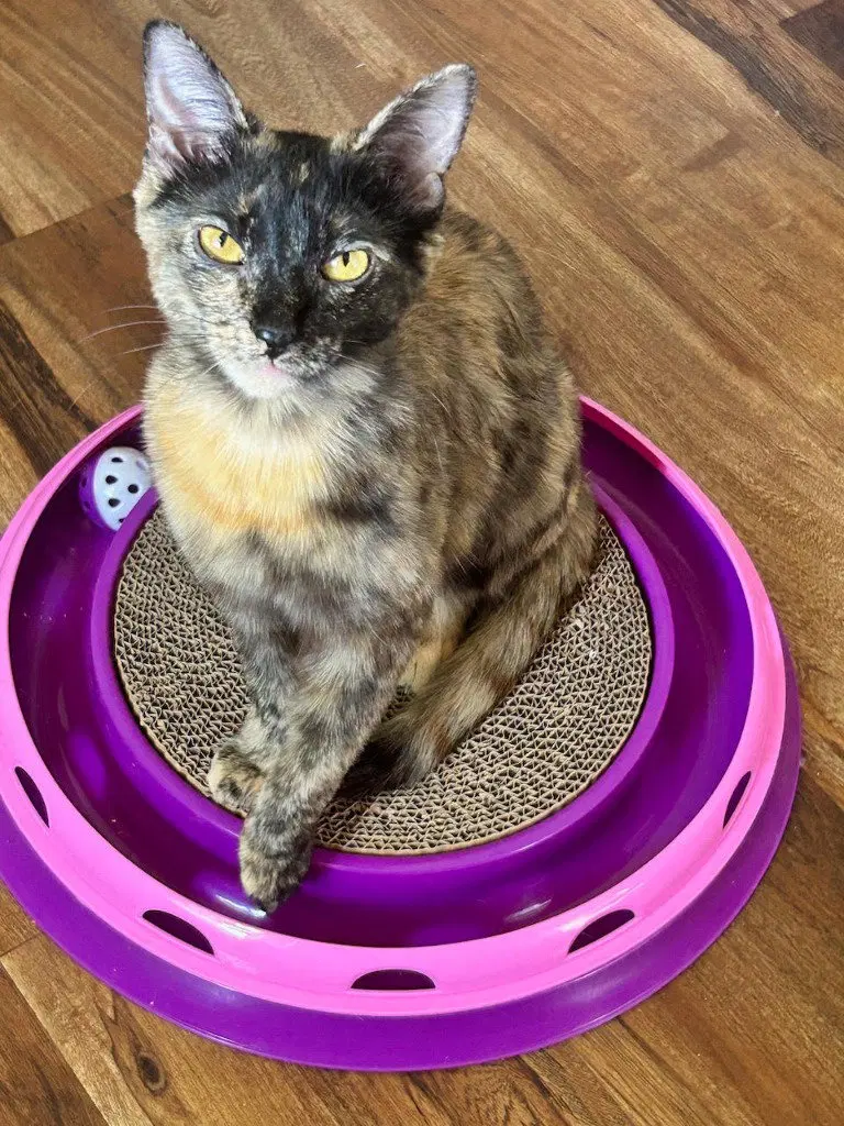 Pixie Biscuit, a young female cat up for adoption