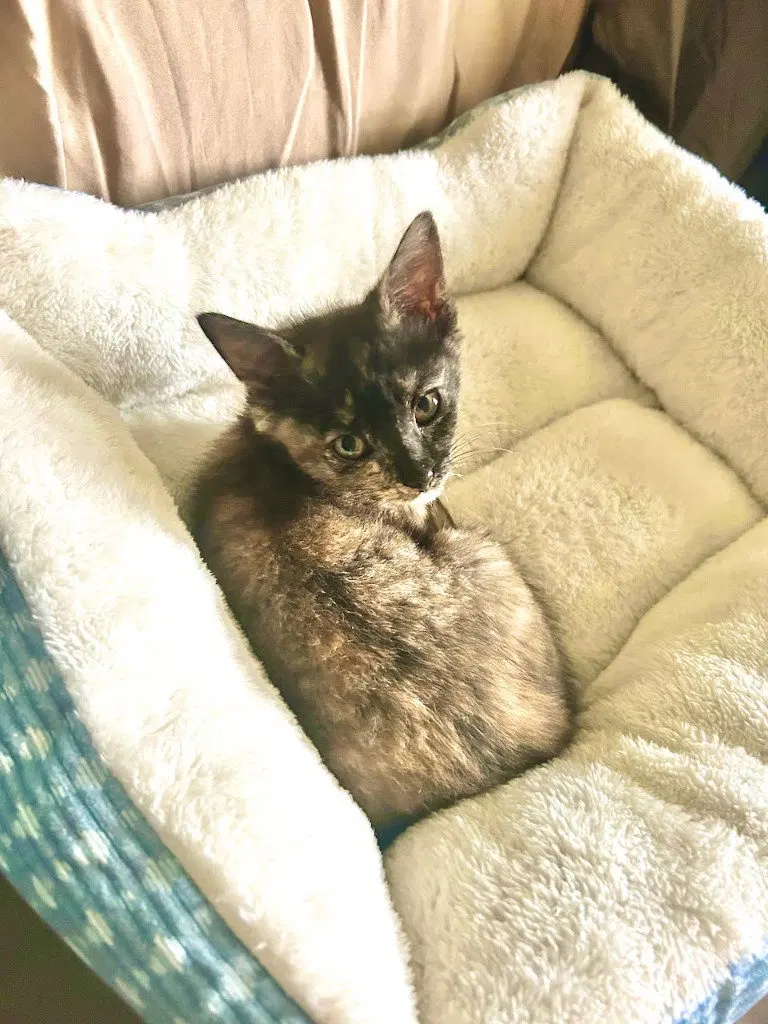 Pixie Biscuit, photo 3
