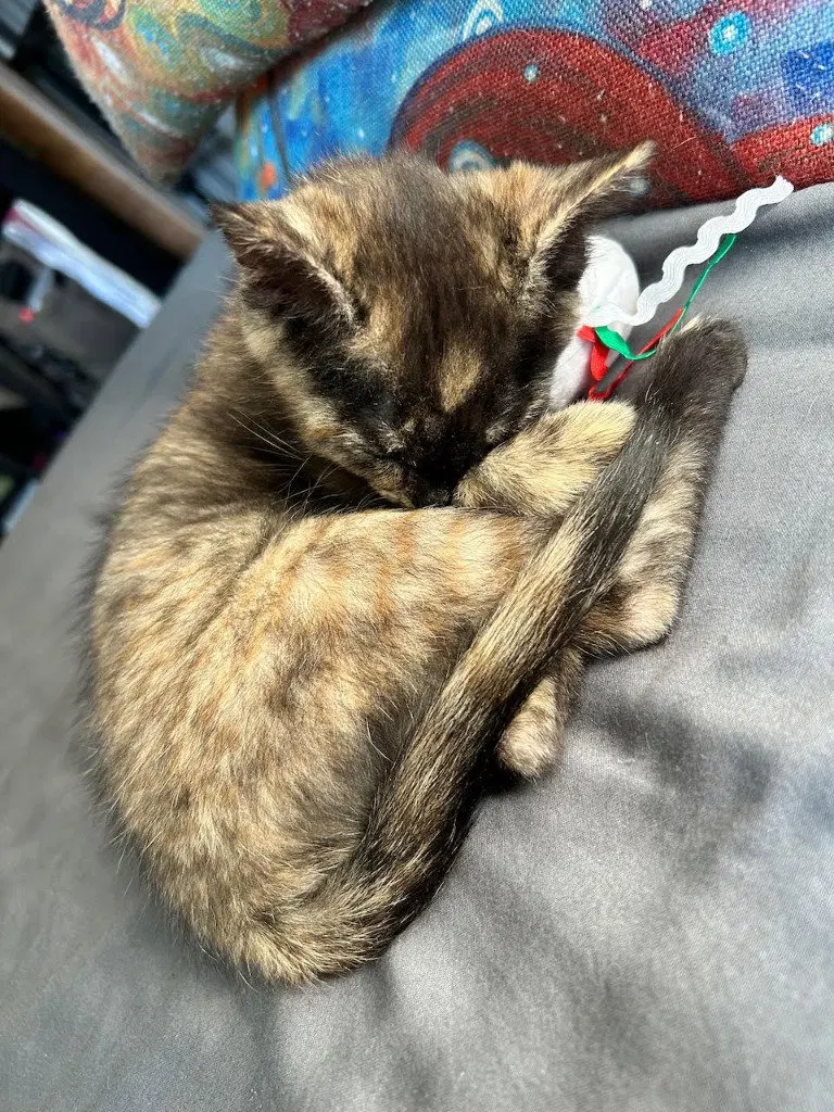 Pixie Biscuit, photo 4