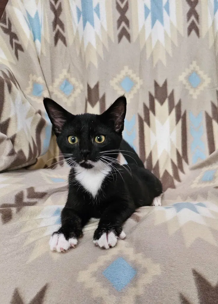 Batman, a young male cat up for adoption