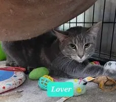 Lover, an adult female cat up for adoption