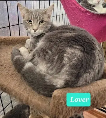 Lover, photo 2