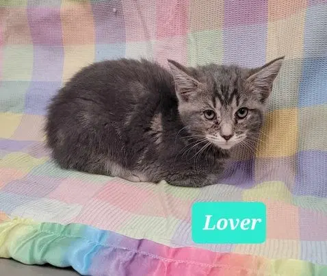 Lover, photo 4