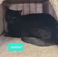 Amber, an adult female cat up for adoption