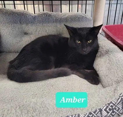Amber, photo 2