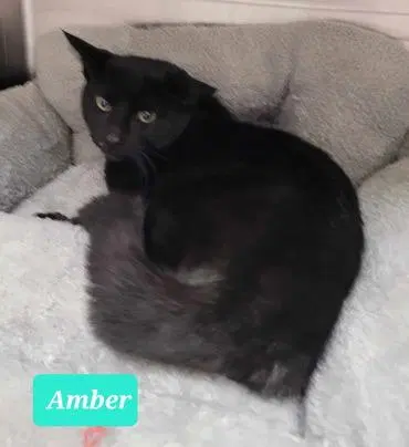 Amber, photo 4
