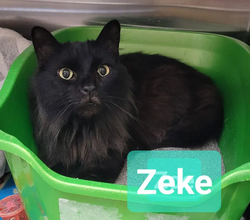Zeke, an adult male cat up for adoption
