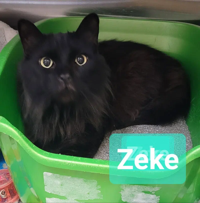 Zeke, photo 3