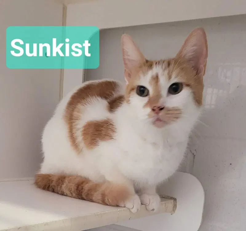 Sunkist, photo 2