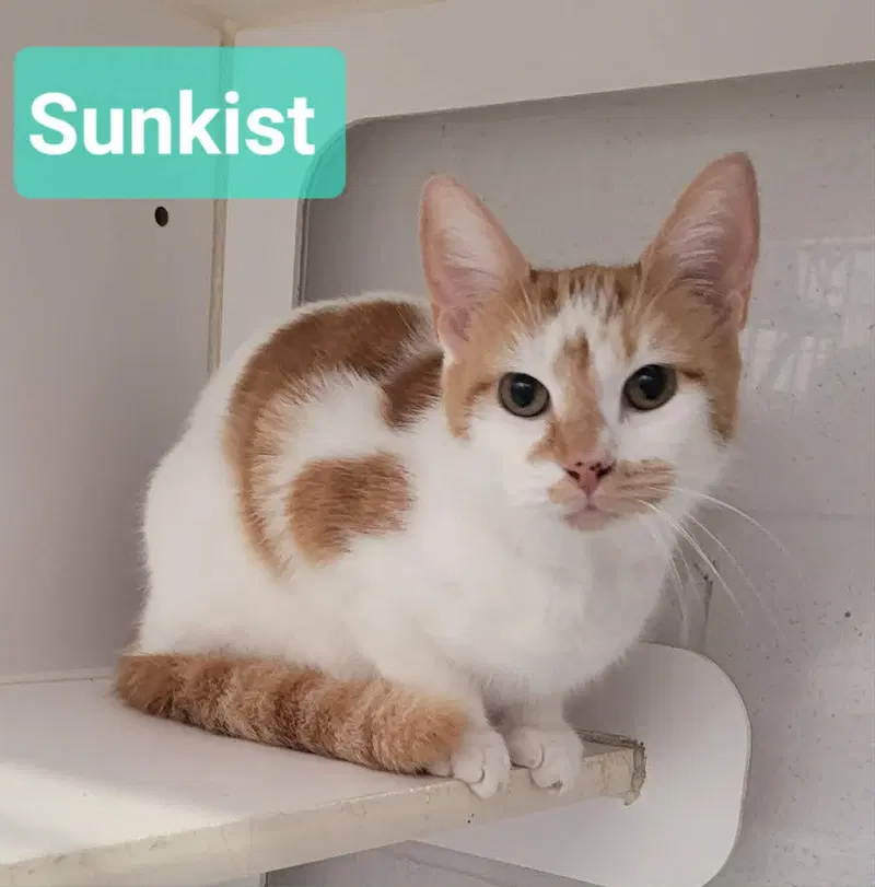 Sunkist, photo 3