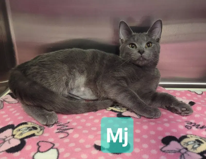 Mj, a young female cat up for adoption