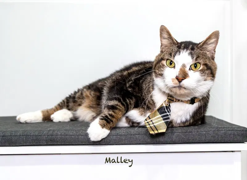 Malley, photo 2