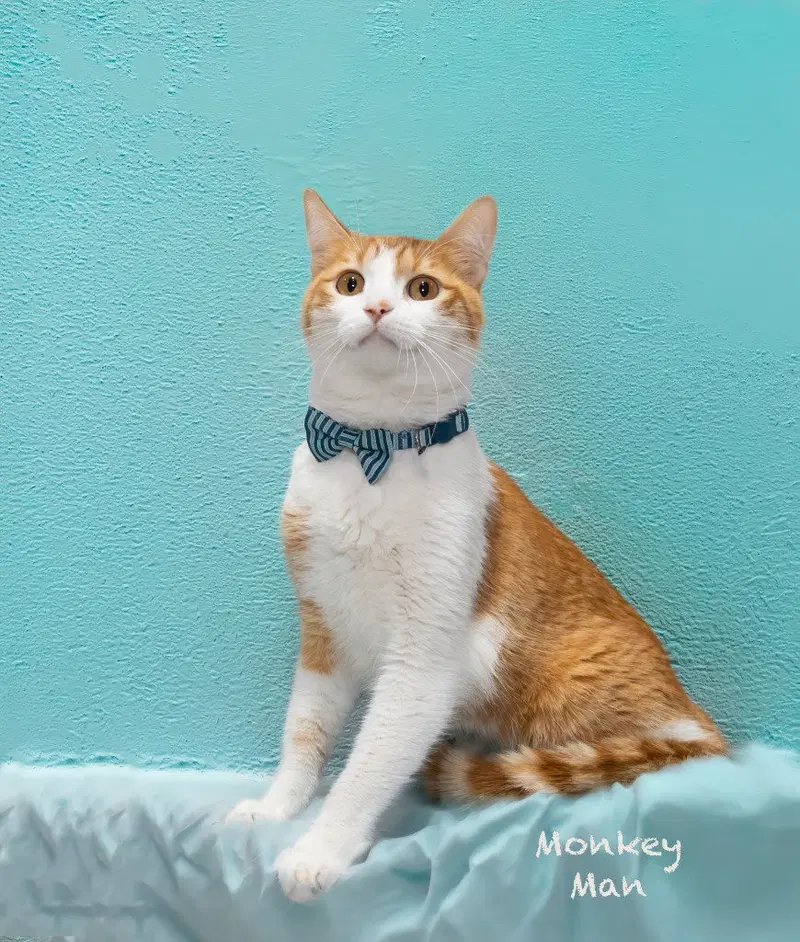Monkey Man, an adult male cat up for adoption