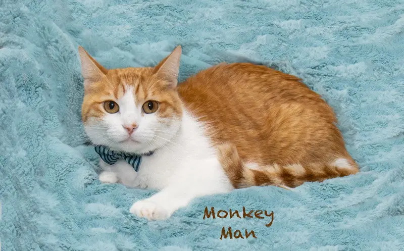 Monkey Man, photo 3