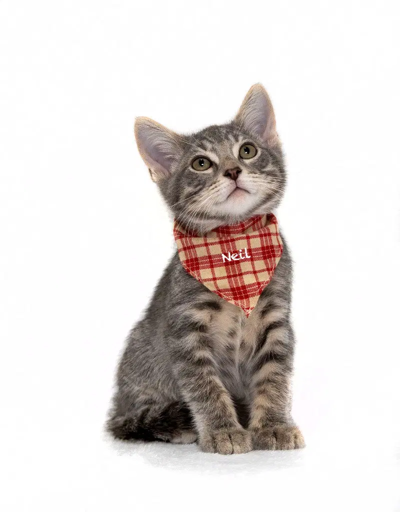 Neil, a male kitten up for adoption