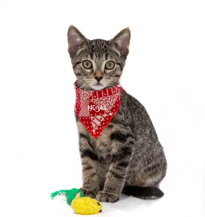 Nigel, a male kitten up for adoption