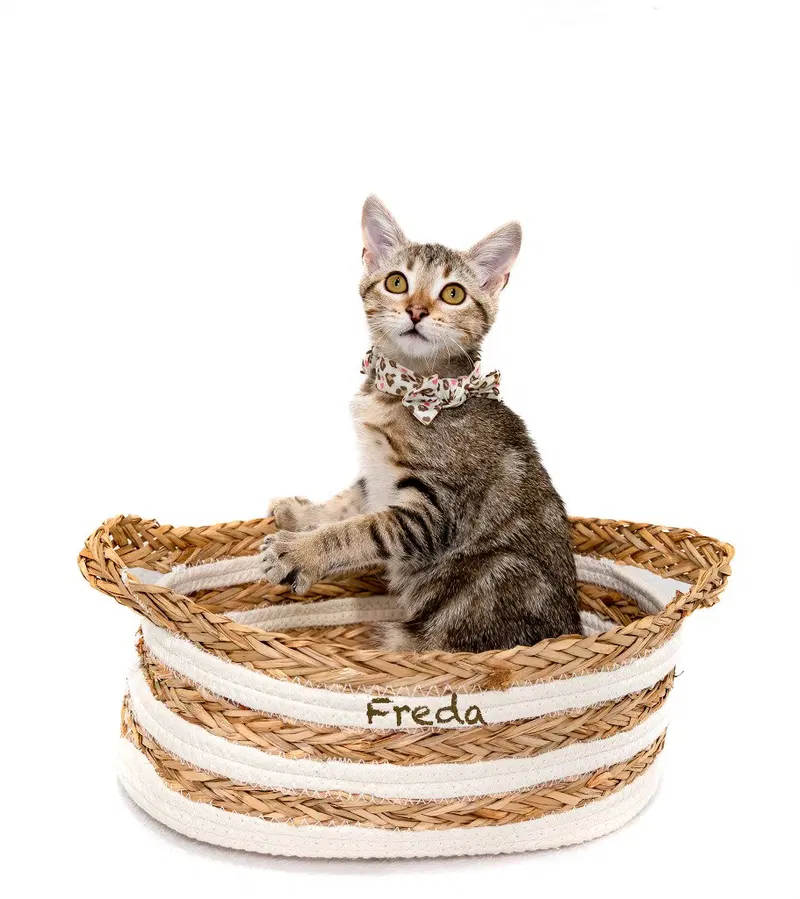 Freda, photo 2