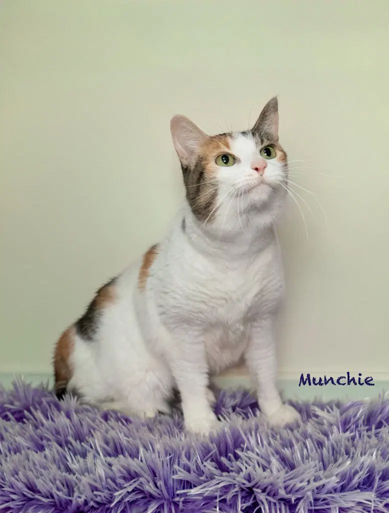 Munchie, a senior female cat up for adoption