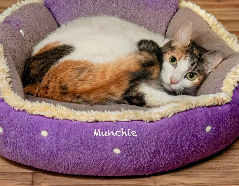 Munchie, photo 2