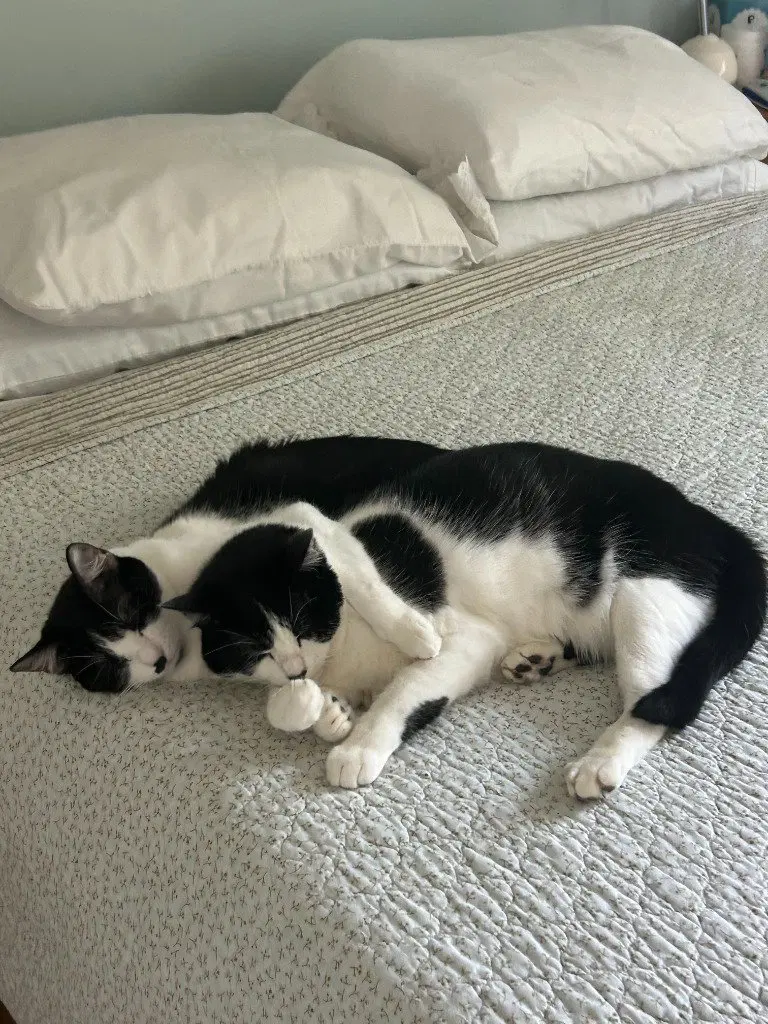 Hamish, an adult male cat up for adoption