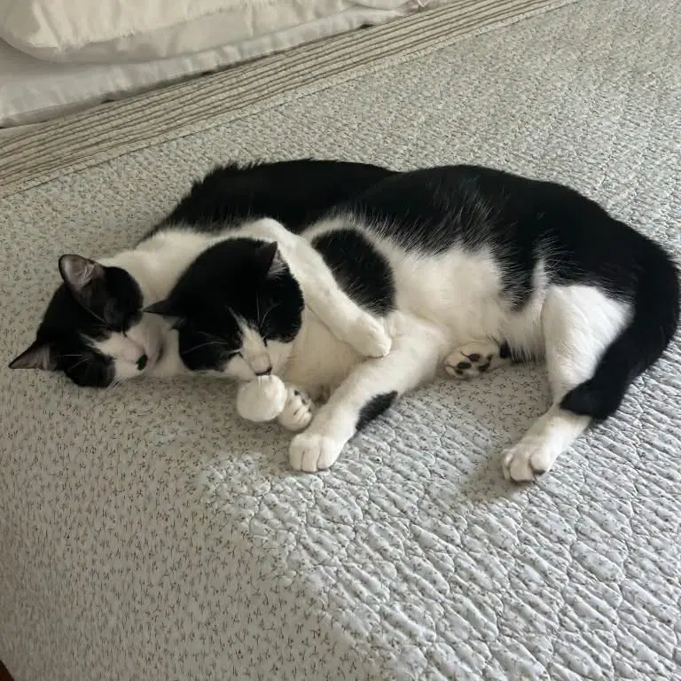 Fiona, an adult female cat up for adoption