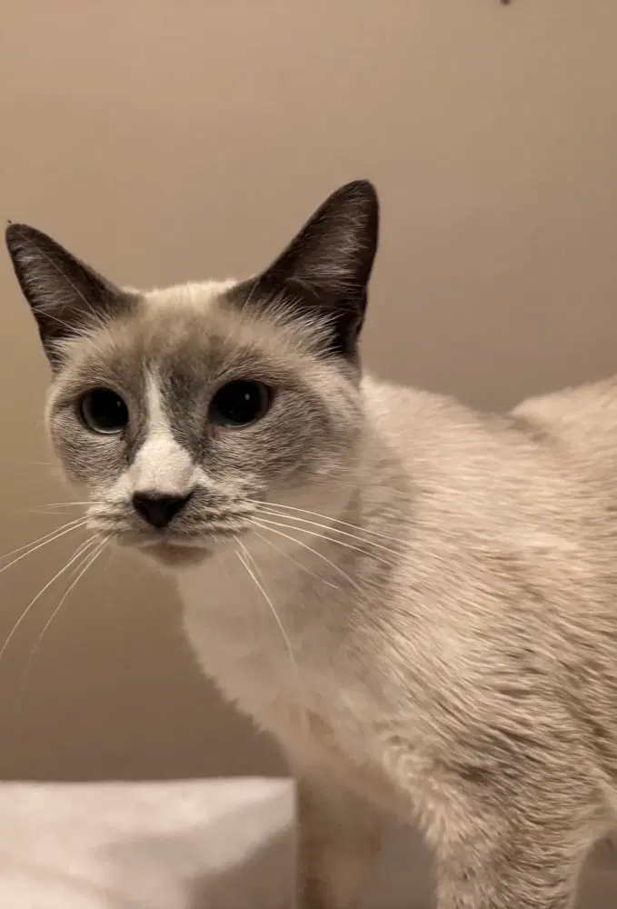Diamond, an adult female Siamese cat up for adoption