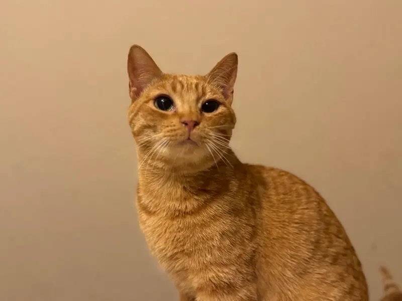 Cheez, a young male cat up for adoption