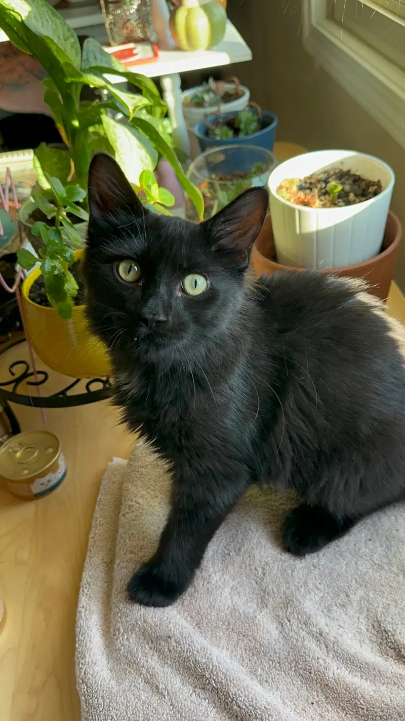 Gg Litter Rubis, a young male cat up for adoption